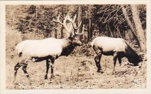 Washington Bull Elk Olympic Peninsula Real Photo RPPC