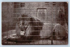 Faribault Minnesota MN Postcard The Carnegie Lion In Cage 1907 Posted Antique