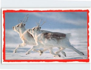 Postcard Peary caribou, Dashing though the snow on Ellesmere Island, Canada
