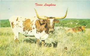 Texas Longhorn Bull Chrome Postcard Unused