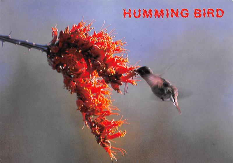 Humming Bird - 