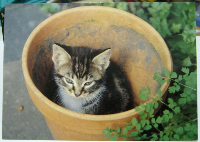 Postcard cat Kitten in a flower pot - unposted