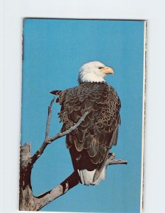 Postcard Bald Eagle, Everglades National Park, Florida