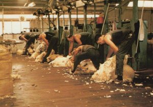 Australia Postcard - Shearing Sheep   RR9309