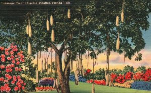 Vintage Postcard Sausage Tree Kigellia Pinatta African Native Fruit Tree Florida