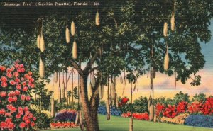 Vintage Postcard Sausage Tree Kigellia Pinatta African Native Fruit Tree Florida 