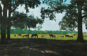 Florida Ocala Thoroughbred Horses At Rosemere Farm