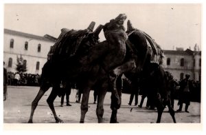 Camels  fighting , RPPC