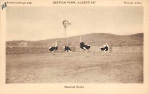 Dancing Cocks Ostrich Farm, Albertine Ostrich Unused 