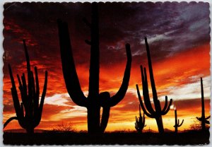 1975 Zion Saguaros Silhouetted Against The Red Sky Of Arizona AZ Sunset Postcard