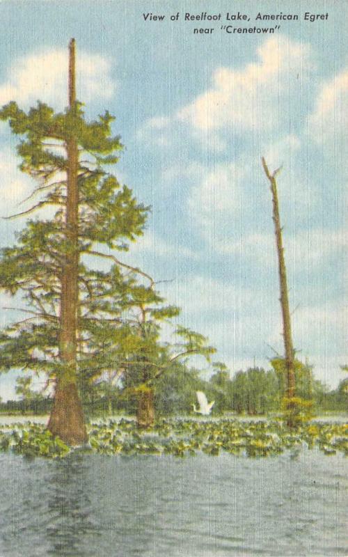 TN, Tennessee   REELFOOT LAKE~American Egret Bird~CRANETOWN  c1940's Postcard