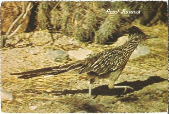 The Road Runner Clown of the West Photo by Ed Kumler 1970's Vintage Postcard