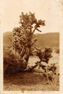 H56/ Fort Bayard New Mexico RPPC Postcard c1910 Cactus Plant Desert