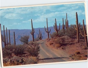 Postcard Desert Roadway through the Saguaros Arizona USA