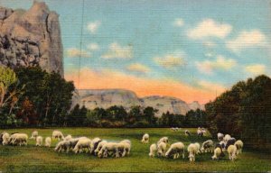 Colorado Rocky Mountains Sheep Grazing On A Mountain Meadow Curteich