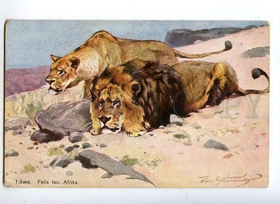 131777 LIONS Africa HUNT vintage colorful PC