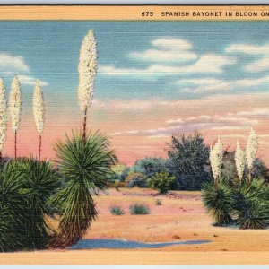 1936 Los Angeles CA Teich Linen Spanish Bayonet Flower Bloom Desert West PC A253