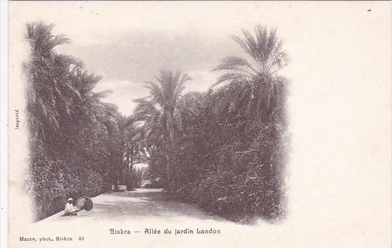 Algeria Biskra Allee du jardin Landon