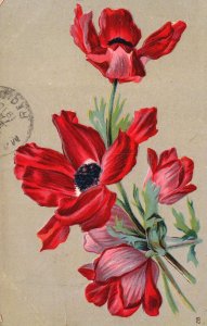 Vintage Postcard 1910's Anemone Flower Bouquet Large Print Plain Backgrouns