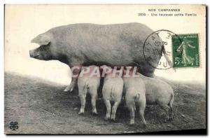 Old Postcard Pig Pig Our campaigns A happy little family