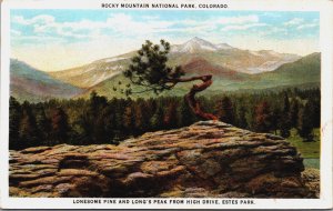 Rocky Mountain National Park Colorado Lonesome Pine Vintage Postcard C216
