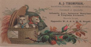 Crazy Angry Cats Antique Confectionary USA Shop Advertising Card