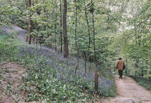 Rambling by The Bluebells at Bolton Abbey Postcard