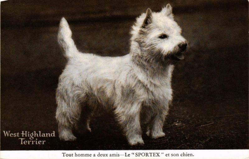 CPA AK West Highland White Terrier DOGS (727675)