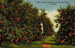 Florida Miami Floyd's Fruit Grove Picking Groves Curteich