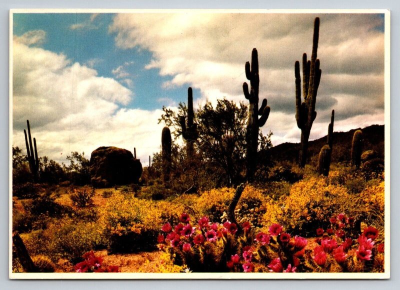 Spring In the Heart Of Desert Land Vintage Unposted Arizona Postcard