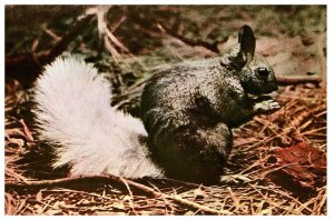 Lot of 2 Kaibab National Forest & Rare White Tail Squirrel Grand Canyon Postcard-