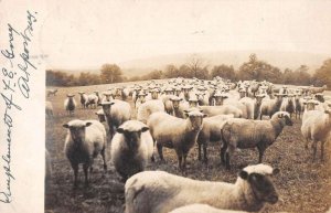 Arkport New York Sheep Ranch Real Photo Vintage Postcard AA44144