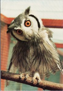 White-Faced Scops Owl at Hawk Conservancy Andover NH Ashley Smith Postcard C8