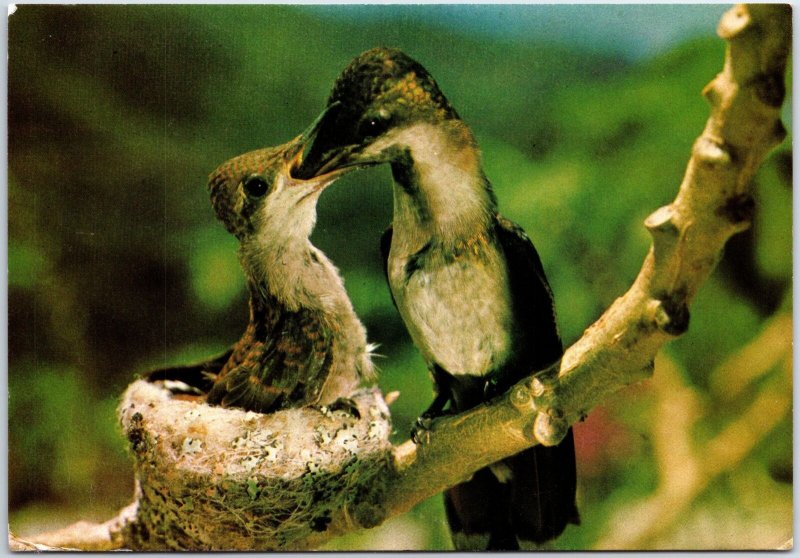 VINTAGE CONTINENTAL SIZED POSTCARD BIRD FEEEDING CHICK TRINIDAD & TOBAGO STAMPS 