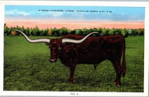 A Texas Longhorn Steer Width Of Horns 9 ft 6 in Postcard