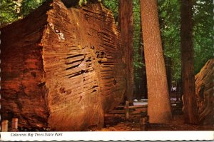 California Calaveras Big Trees State Park Giant Felled Tree 100 Years Old