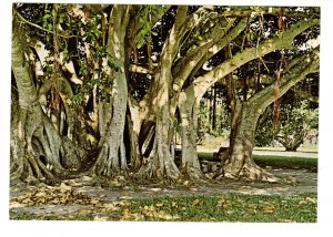 Banyan Tree, Ringling Museum , Sarasota, Florida