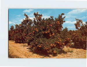 Postcard Beautiful Orange Groves in Central Florida USA