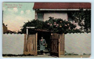 MONTEREY, CA California ~ Sherman ROSE TREE 1911 Monterey County Postcard