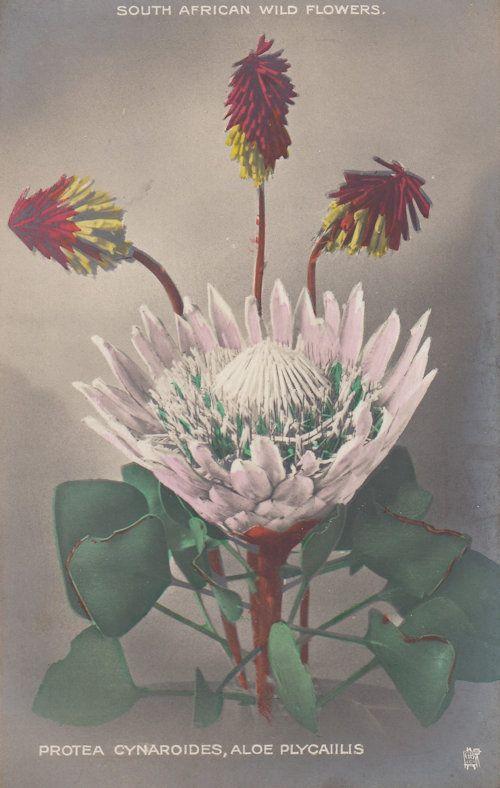 South African Protea Cynaroides Antique Wild Flowers Postcard