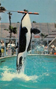 WHALE HIGH JUMP Shamu Killer Whale SEA WORLD San Diego c1960s Vintage Postcard