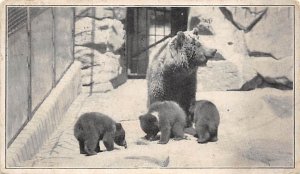European Brown Bear and Young Molly US National Zoological Park, Washington, ...
