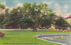 Georgia Savannah Old Oak In Chandler Hospital Grounds