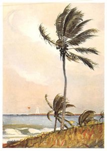 Palm Tree, Nassau by Winslow Homer The Metropolitan Museum of Art Unused