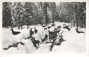 Deer In North Idaho ~ Snow Winter Herd Wildlife ~ c1949 RPPC Ross Hall Postcard