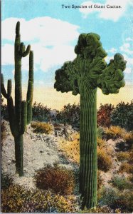 Two Species Of Giant Cactus Arizona Vintage Postcard C217
