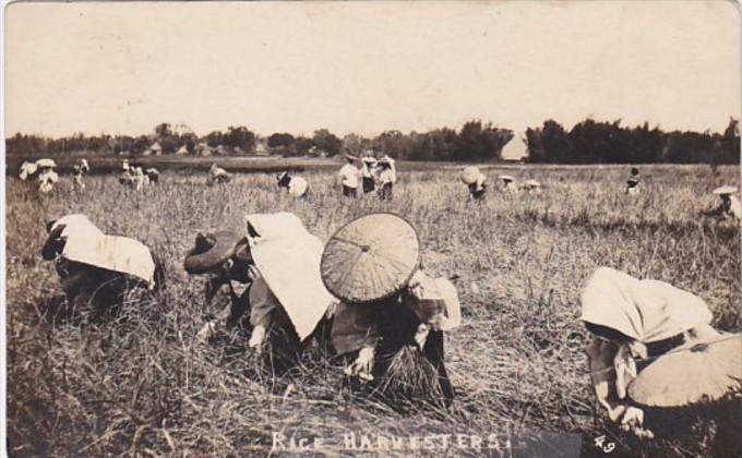 Korea ??? Rice Harvesters Real Photo