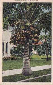 Florida Miami Coocoanut Palm With Fruit 1925