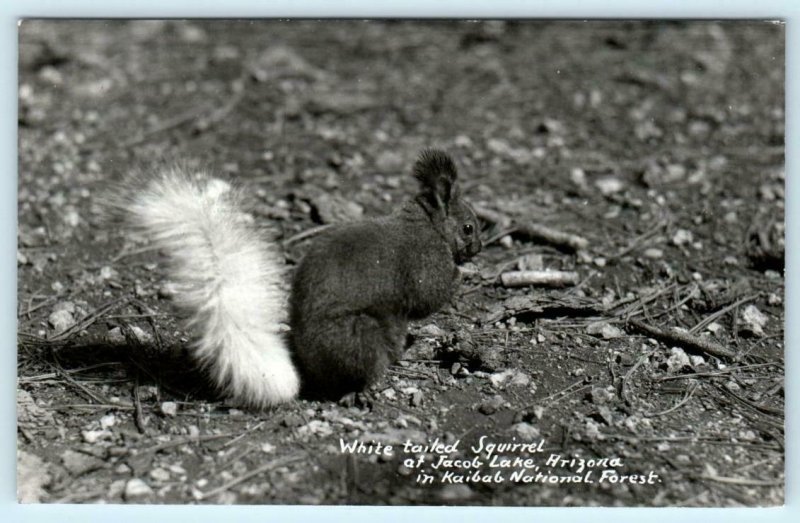 RPPC  JACOB LAKE, AZ ~  White Tailed Squirrel KAIBAB NATIONAL FOREST   Postcard