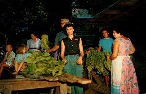 Tobacco Scene Barning Tobacco In Dixie Hanging To Cure The Tobacco